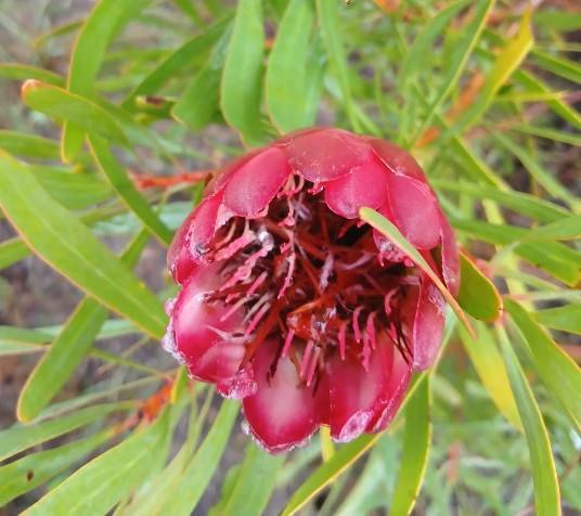 Protea repens deeper colouring